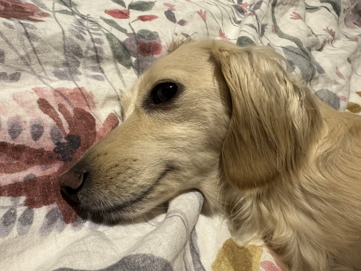 Hawley's tweet photo. @RoiiDzz We’re thriving 🐶 https://t.co/0AtLbFL0hB