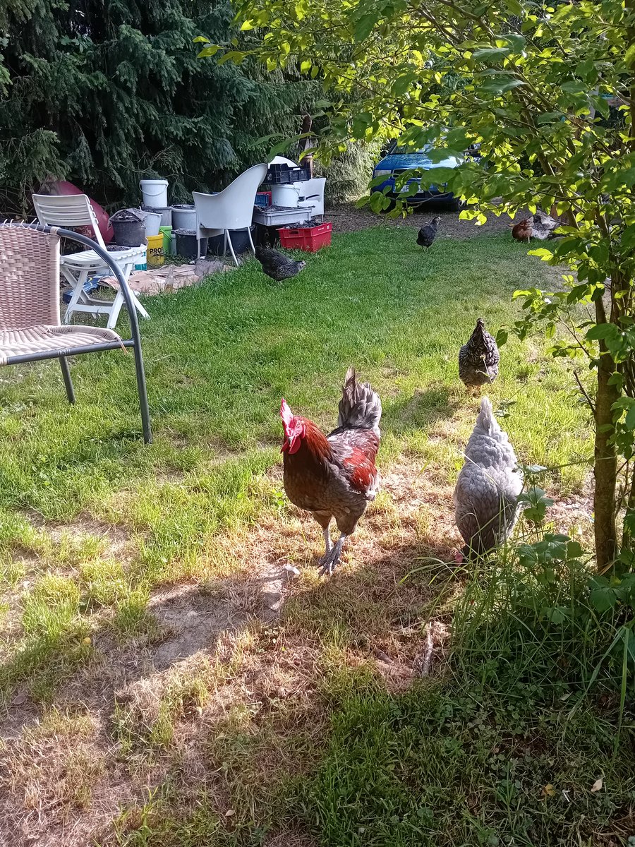 CarrriesH's tweet photo. Hubert (von Hubert und Staller)
Der Hahn vorher hieß übrigens Hugo Egon Balder.
Und ja das hatte Gründe. https://t.co/l0It0DhkTq