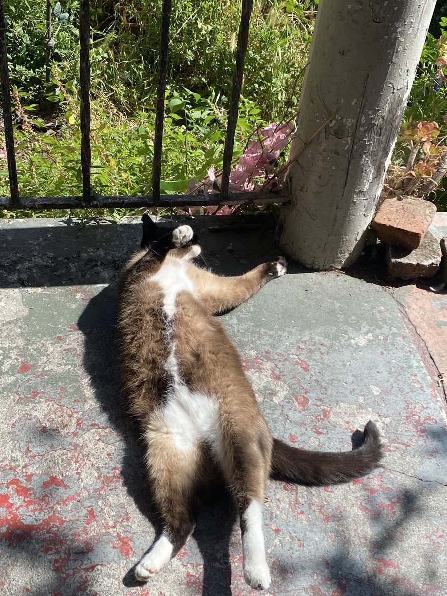 Ferbelll's tweet photo. @dietxcokewhore I have 3 inside cats only, and one in/out, he was a stray he’s older and he’s a hunter around my yard, he goes in and out anytime he wants, but at night he has to be inside or I can’t sleep, this is him, Charlie… enjoying the sunshine! https://t.co/Yf1iUGiIxb