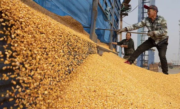 China buys US corn and sorghum amid crop damage