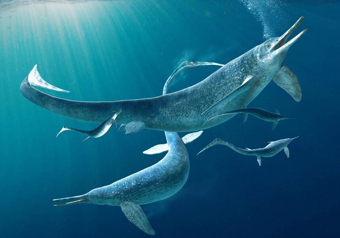 NatSciChannel's tweet photo. 🚨NEW STUDY DROP🚨

A new specimen of the Middle Triassic Ichthyosaur, Besanosaurus, has been described with an in-utero fetus revealed through X-ray imaging. The fetus is oriented tail-first, something seen more often in advanced icthyosaurs!

🎨: Fabio Manucci https://t.co/HFQ9LKUY2q