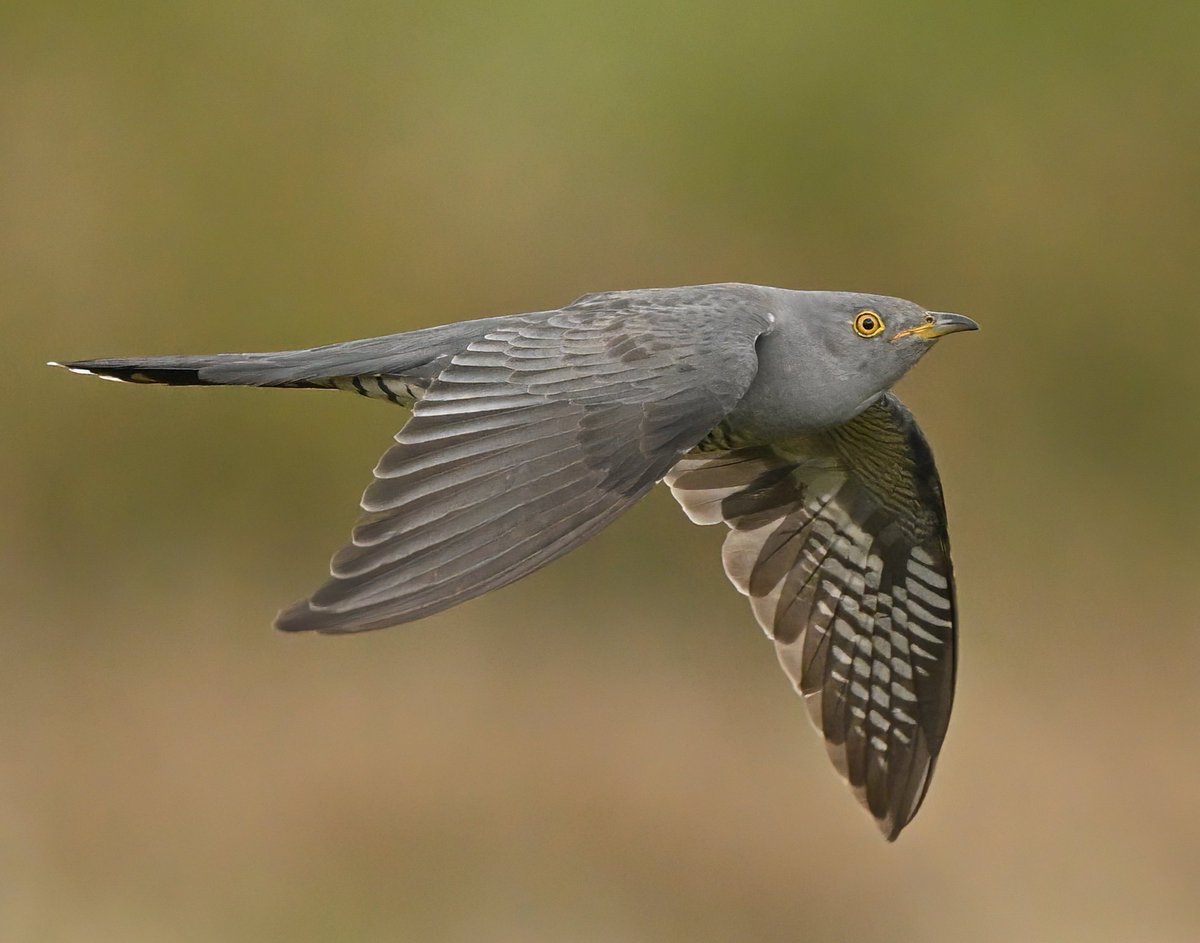 Baldoon55's tweet photo. Recent picture of a Cuckoo at Barclye near Newton Stewart.
#BirdsOffTwitter
#birdphotography https://t.co/siiQqWfoCv