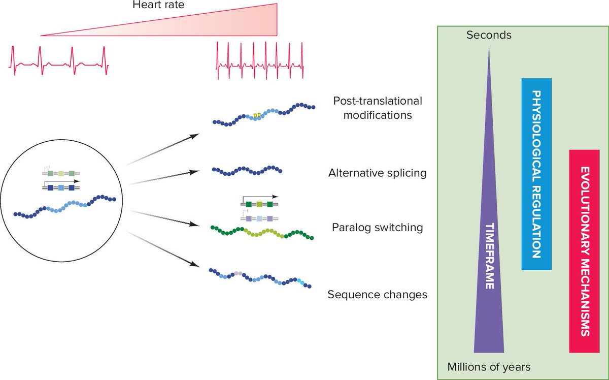Physiology (APS Journal) tweet media