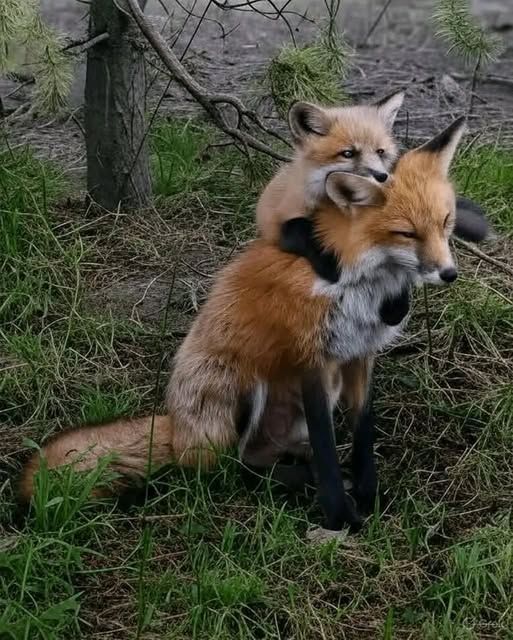 🍁 𝓣𝓱𝓮 𝓕𝓸𝔁 𝓛𝓲𝓯𝓮 🌾🦊 tweet media