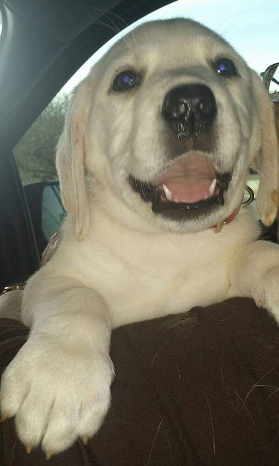 InShardsOfNight's tweet photo. He was always a happy boy, even on the car ride home from when we picked him up down in Branson. https://t.co/GRsfbEiPqw