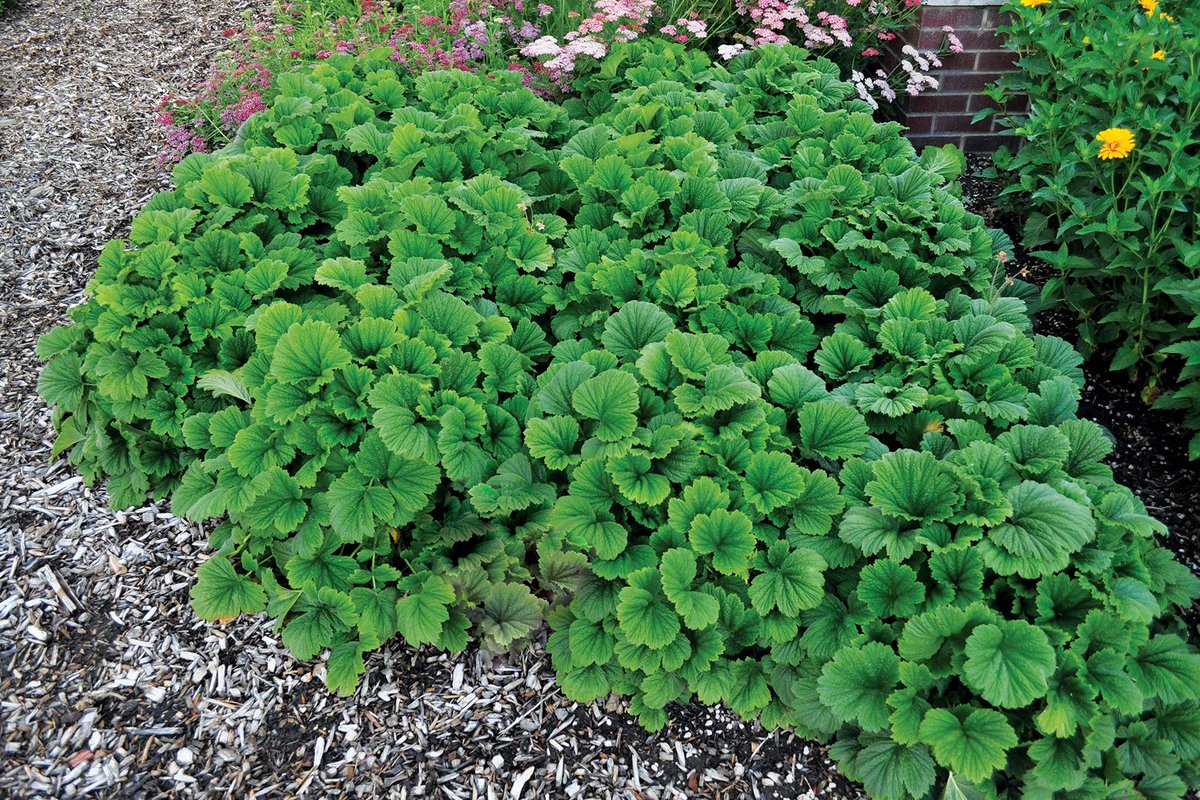TerraNovaNurs's tweet photo. #PlantOfTheDay: #Geum RUSTICO™ 'Orange' is a compact, long-lived perennial with a mounding habit and vibrant red-orange blooms. Lush deep green foliage and long flowering season make it perfect for woodland gardens or containers: https://t.co/hc7r8Q1e2a #GardenFlowers #Blooms https://t.co/OevSRFegTV