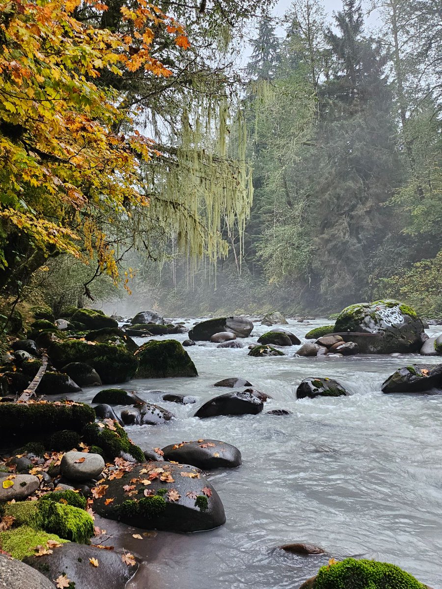 CalmDownLevelUp's tweet photo. @pnwguerrilla @PNWG_NATURE Love this location on the Carbon River, east of Carbonado

You can always go out and explore more https://t.co/BUJYc97grt