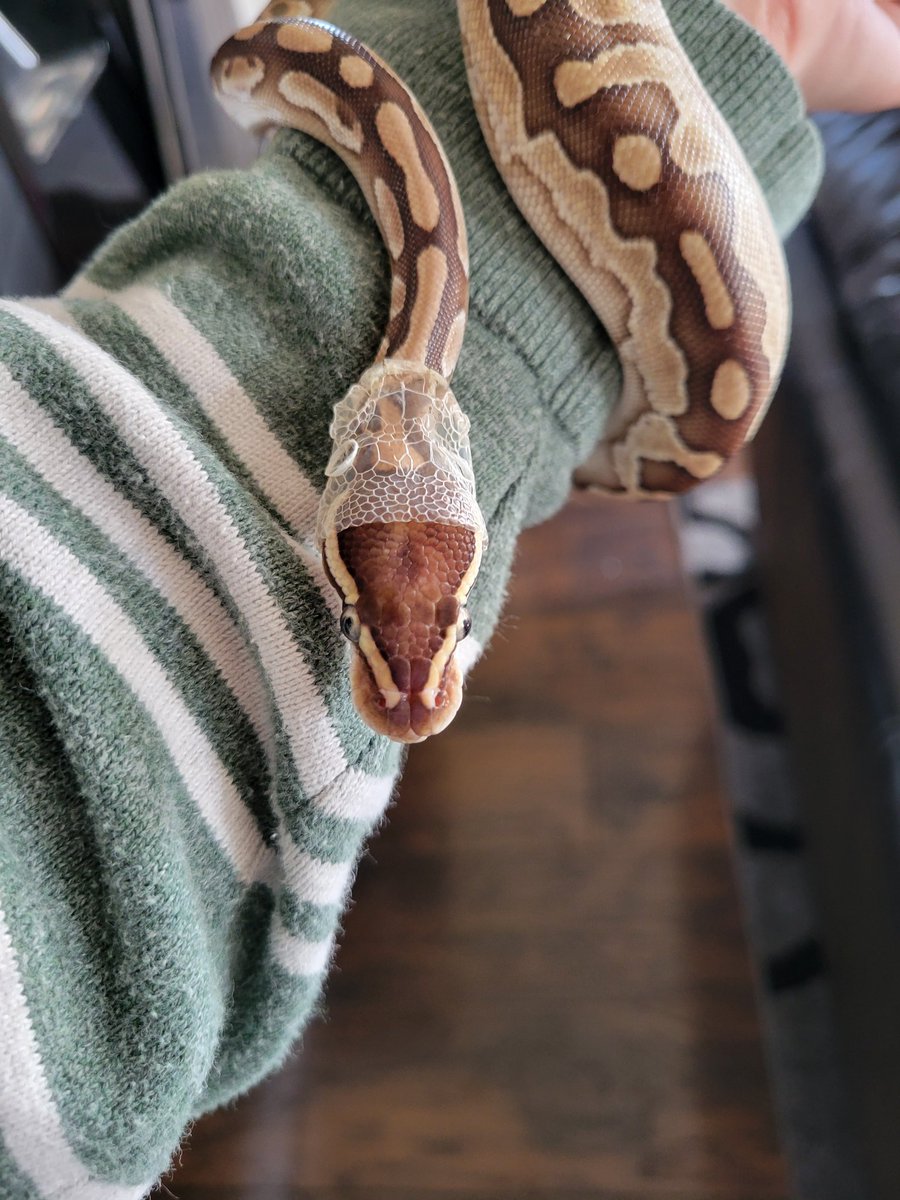 soundbbabe's tweet photo. Snake boy turns 1 year old today!!! Happy Birthday Teeth!! 🥺🦷🐍 https://t.co/4Q1QqMLMqi