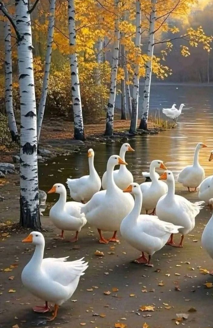 Snezana01508345's tweet photo. Happy new week everyone...! 🪿🪿☘️ https://t.co/0FutyR9PPm