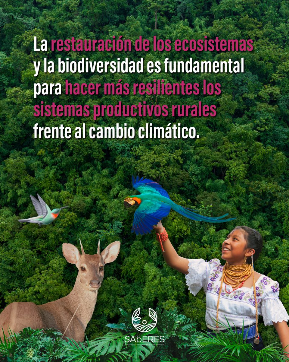 SAbERES_mx's tweet photo. La crisis climática y la pérdida de biodiversidad están profundamente conectadas. 

🦜🌳Incorporar la restauración de la biodiversidad en las políticas de adaptación es fundamental para reducir riesgos, fortalecer territorios y proteger los medios de vida de millones de personas. https://t.co/0CeC9j3IKb