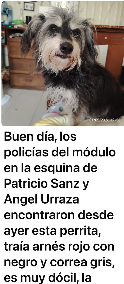 mayumiguillen's tweet photo. 🆘🐶🆘 https://t.co/OjJCId9Wnm