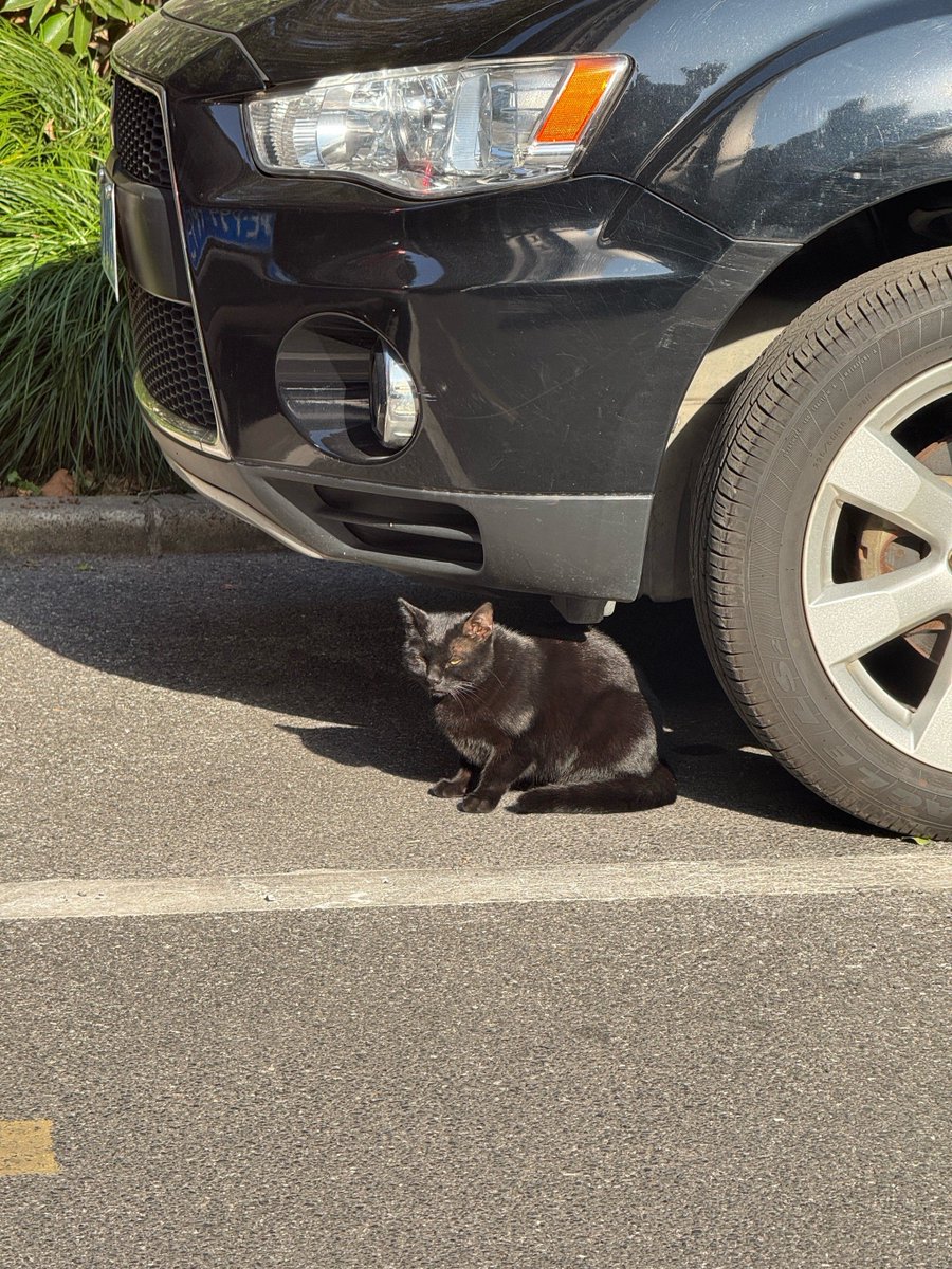 FreakDivas's tweet photo. Urban snap: sun-dappled brick wall, a strutting black cat, and the hum of lunch rush vibes. #StreetStyle #CityMoments https://t.co/wxAA3aCEY6