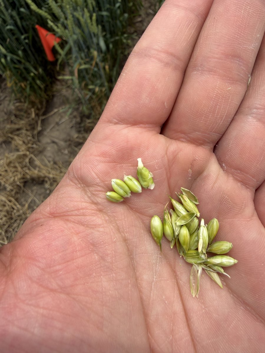 SoybeanScience1's tweet photo. This doesn't look like soybeans... yet! Wheat in the #ScienceForSuccess double crop trial has hit the milk stage in Northern IL in this #UpdateFromTheField from @PrezaFontes. Stay tuned for more #SoybeanResearch updates throughout the summer! #SoyCheckoff https://t.co/S2ld2QW5oa