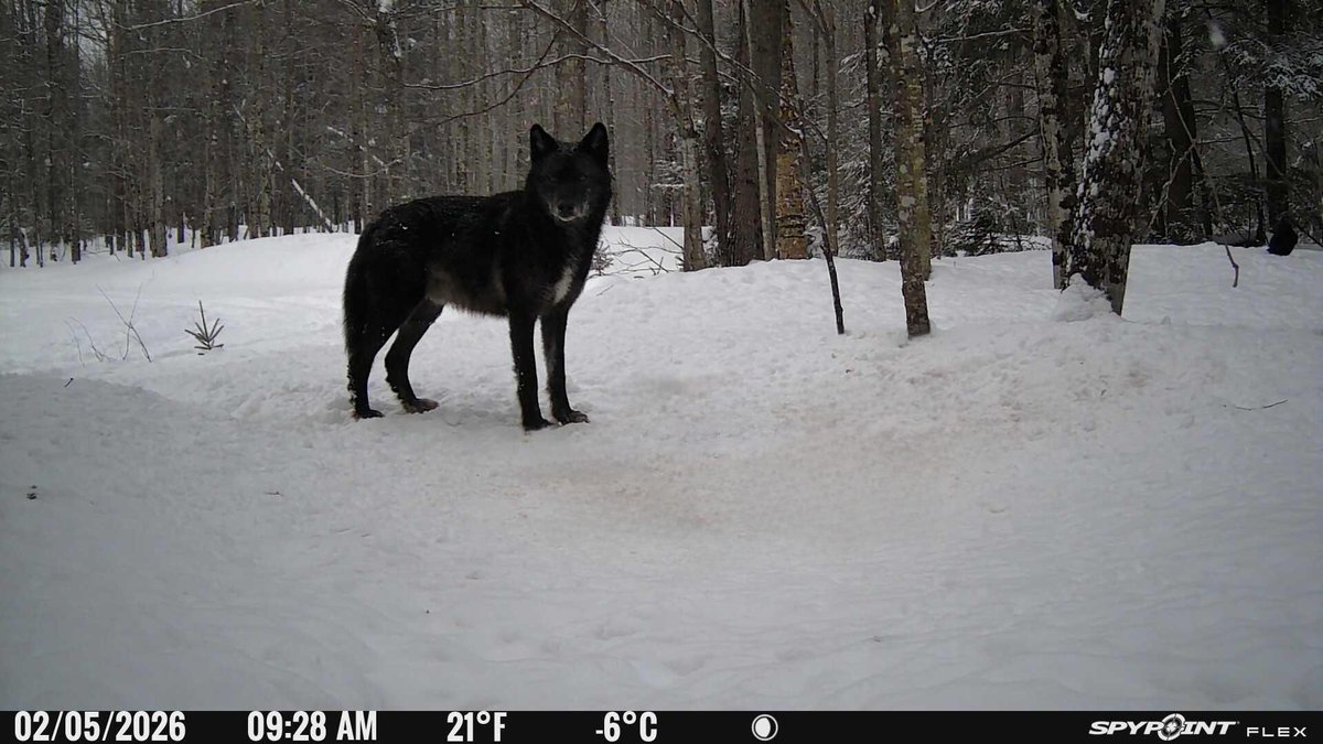 trailcam tweet media