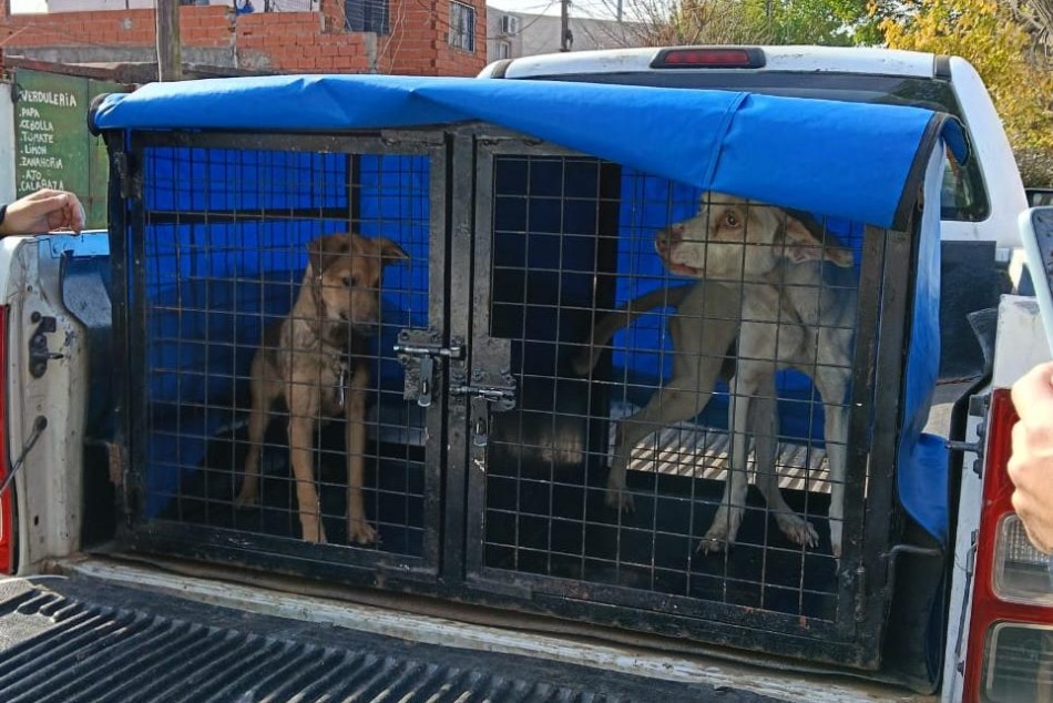 MuniRosario's tweet photo. DOS RESCATES EN UN FINDE🐾🫶
Uno fue en la zona sudoeste (una perrita con signos de desnutrición) y el otro en barrio Empalme Graneros (un cachorro que estaba a la intemperie y atado).
Las denuncias por maltrato o abandono pueden realizarse a través del 147 o Munibot. 📲 https://t.co/cStknmBHIb