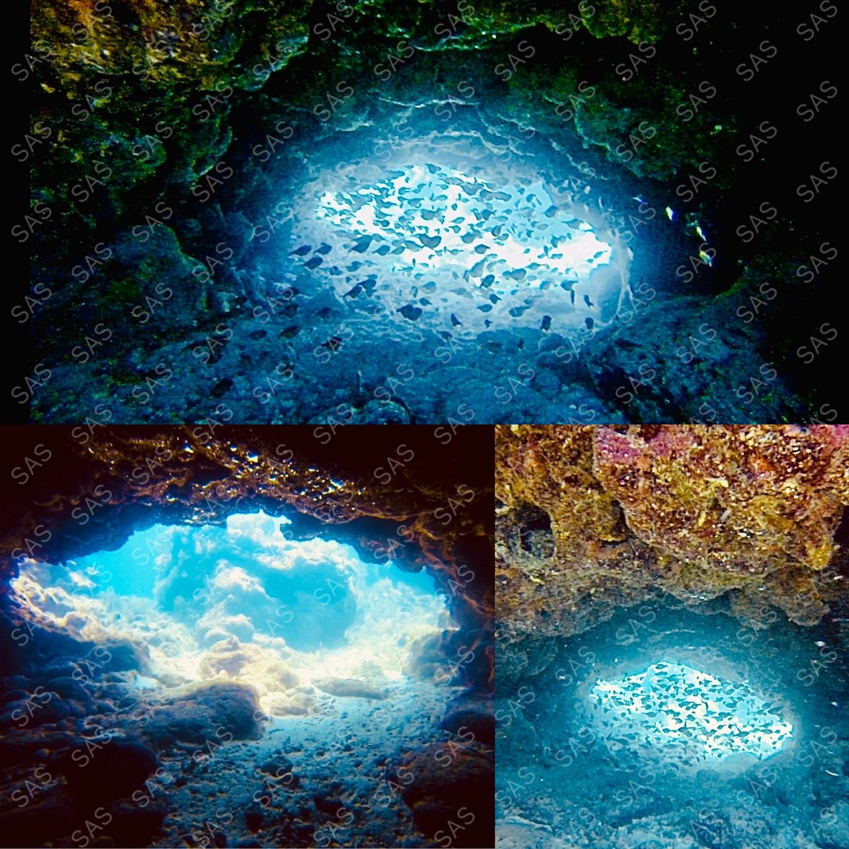 SportActionShow's tweet photo. Great dives in breathtaking locations unlock extraordinary underwater adventures. The vibrant corals and diverse marine life form stunning landscapes, like living frescoes that linger in our memories. I can’t wait to share these photos &amp; relive the magic! 💙 #UnderwaterAdventure https://t.co/PpPzfUvWI2