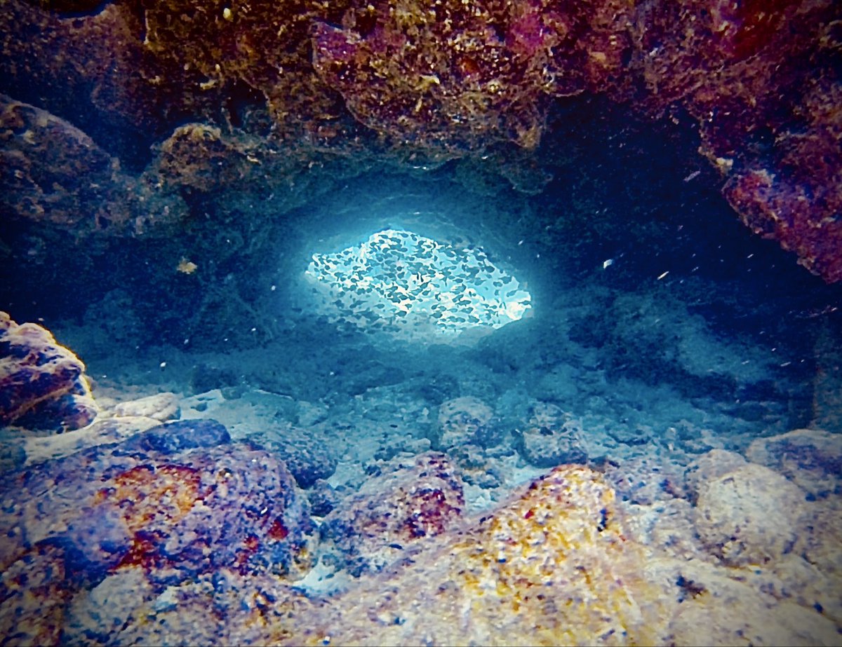 SportActionShow's tweet photo. Great dives in breathtaking locations unlock extraordinary underwater adventures. The vibrant corals and diverse marine life form stunning landscapes, like living frescoes that linger in our memories. I can’t wait to share these photos &amp; relive the magic! 💙 #UnderwaterAdventure https://t.co/PpPzfUvWI2