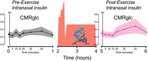 DelRealMartin2's tweet photo. Exercise Increases the Sensitivity of Cerebral Glucose Metabolism to Intranasal Insulin in Young, Healthy Adults

https://t.co/oEN9Z0LNpv https://t.co/01VQaBZtfF