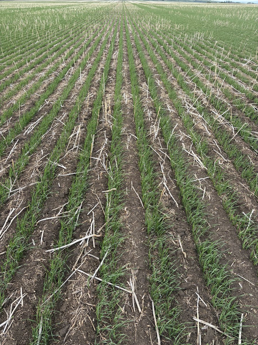guykeeler's tweet photo. May 6 seeded wheat hitting 3 leaf about 2-3 days earlier then typically with the early season heat. https://t.co/cpWxZzkOcC
