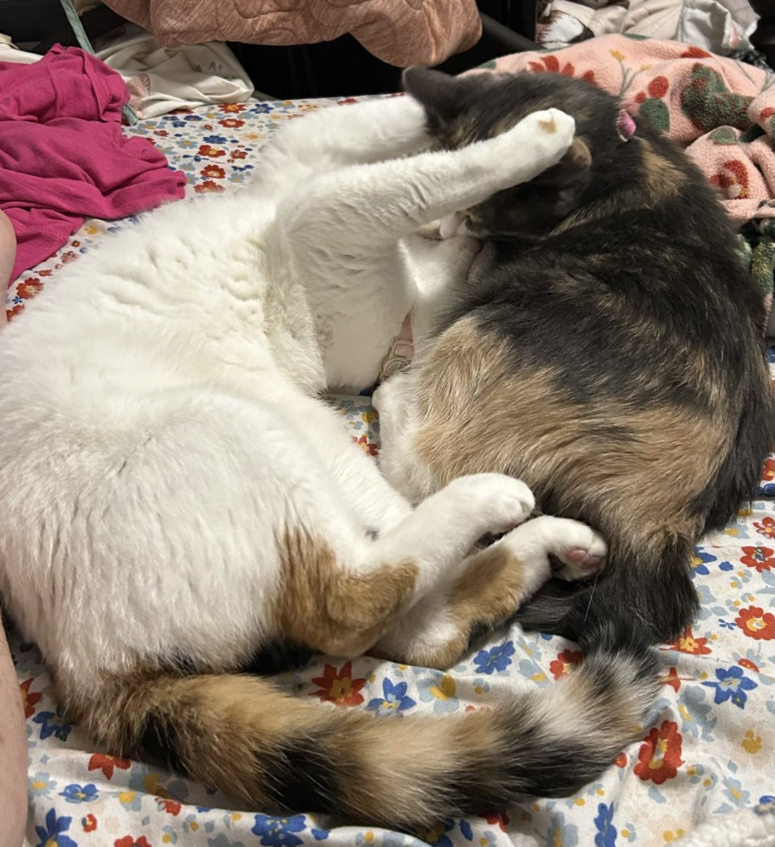 monkey & zoe ❤️ oreo 🌈 tweet media