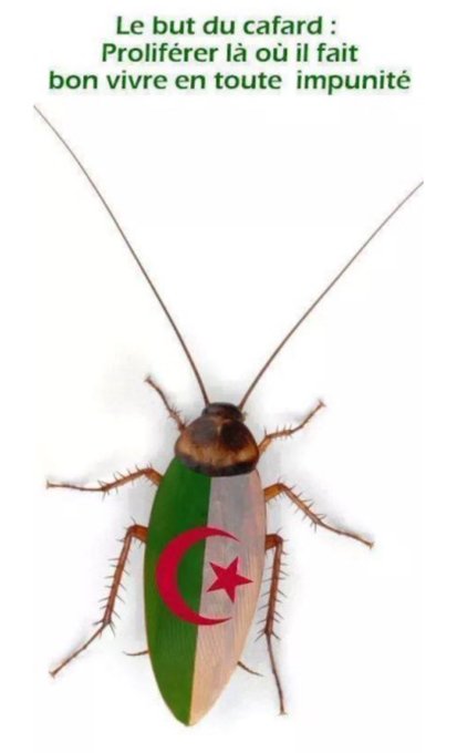 asticot75 tweet media