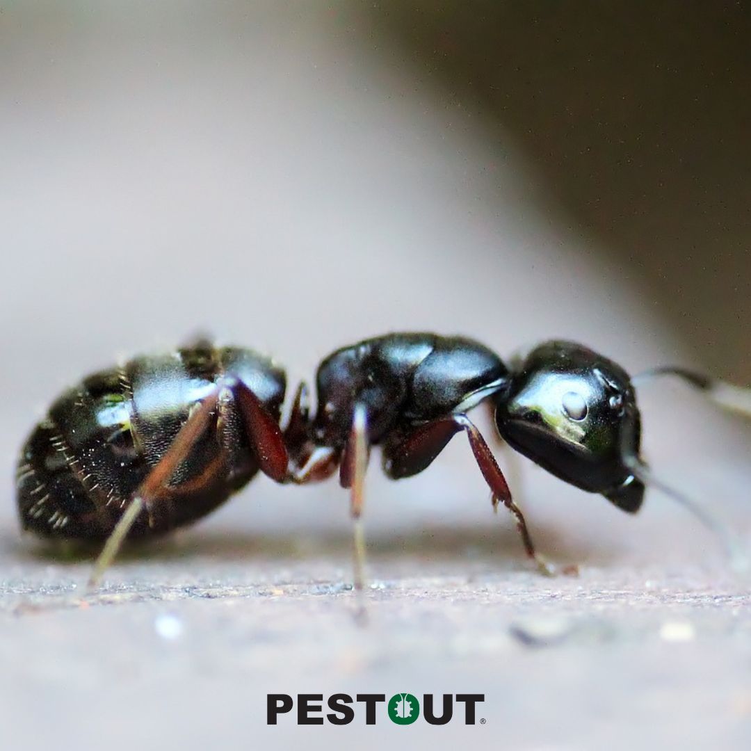 PestOutHR's tweet photo. Warm weather means ants are on the move searching for food—keeping things sealed up around your home can prevent them from invading. 🐜

Give us a call today to learn more! 👍

757-737-8688 ☎️
https://t.co/UmXk2IE3zM 💻

#PESTOUT #pestcontrol #HamptonRoads #Virginia #ants https://t.co/OaXMxjua2d
