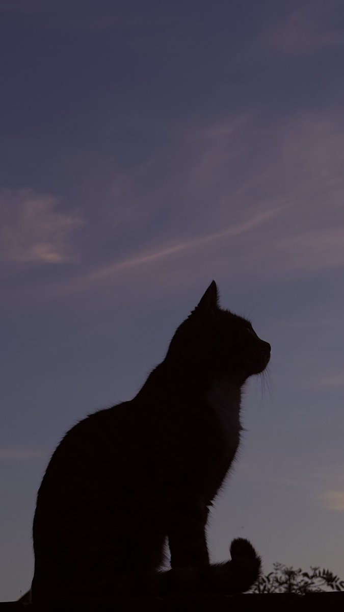 sabiyaf_'s tweet photo. 📸☁️🕯️🐾 https://t.co/4M9FwIGGpn