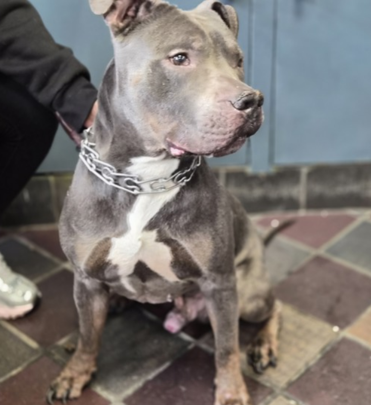 notthesameone2's tweet photo. 🐾8-y/o Capone surrendered just last week b/c owner says has no time for Capone. Came in wearing a prong. Listed b/c very scared, staff have to use a sling to return him to his kennel. Gentle, playful, knows cues, housetrained. Earned 2nd best behavior rating, friendly w/ strangers, lived well w a small dog & young kids, shy but tolerant w/ cats. Loves walks & treats. Needs a foster offer by 6/02: https://t.co/ZwqyP5N5RA