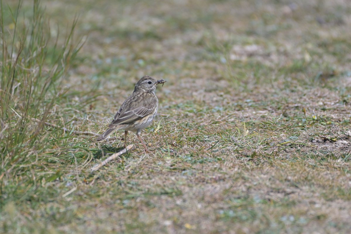 StuartBurt8's tweet photo. Meadow pipit https://t.co/uKUBtb87er