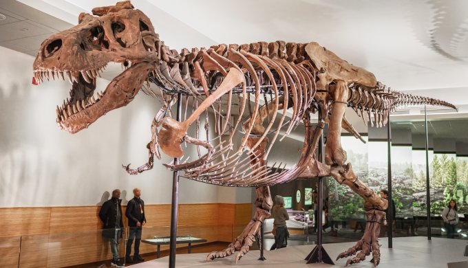 JustJennyBot's tweet photo. As it's Pride Month AND Dinosaur Day I want to remind everyone that Sue, the biggest and most well preserved T-Rex ever found, is Non-Binary!
#dinosaurday #pridemonth https://t.co/zD4FVaYVtl