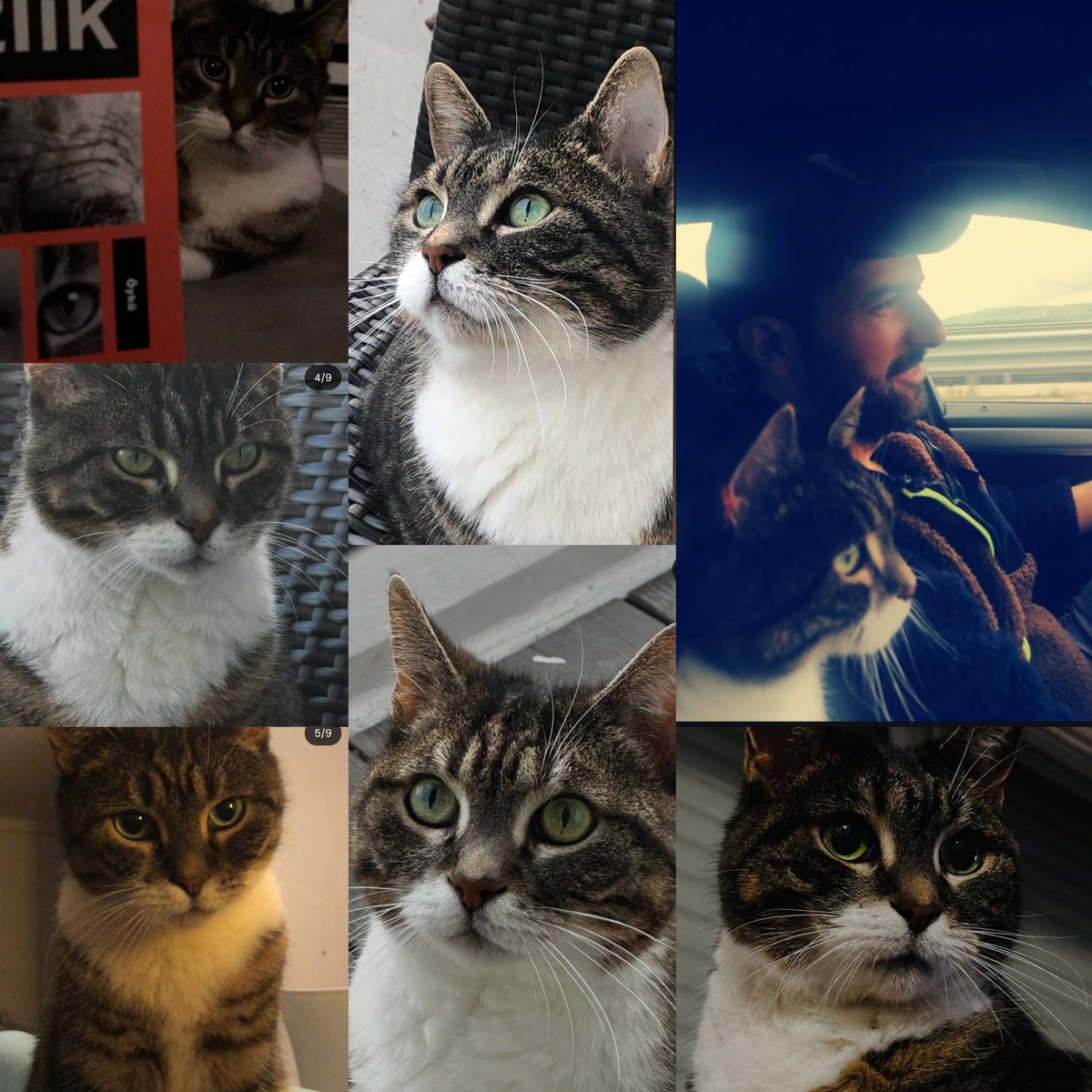 nancyhateme's tweet photo. #EnginAkyürek's cat (Sefa)  died today, he commented: Goodbye, my friend. 🩶 😭😭😭 https://t.co/O3faEtolf2