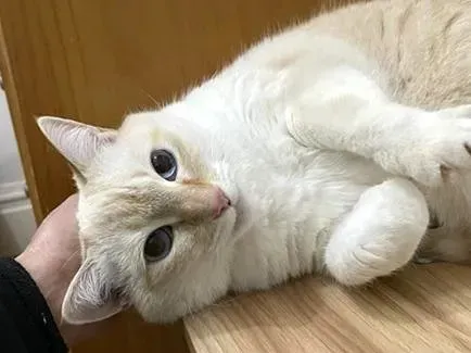 sachikoko's tweet photo. 👉🏽SENIOR ALERT🙏🏽PLZ SHARE
🌼Shy, Sweet 8YO #Senior Flame Pt. #Siamese Kitty "ELSA"🌼
😿💔Her Owner Passed Away
📯Needs A Patient, Loving #FureverHome🏡
🔸https://t.co/IfzFY6C7Kj
🙏🏽#AdoptDontShop
#SanFrancisco, #CA #BayArea
✅Calm Cats #GiveMeShelterSF #RehomeHour #US #Cats https://t.co/FXVCtxhwf6