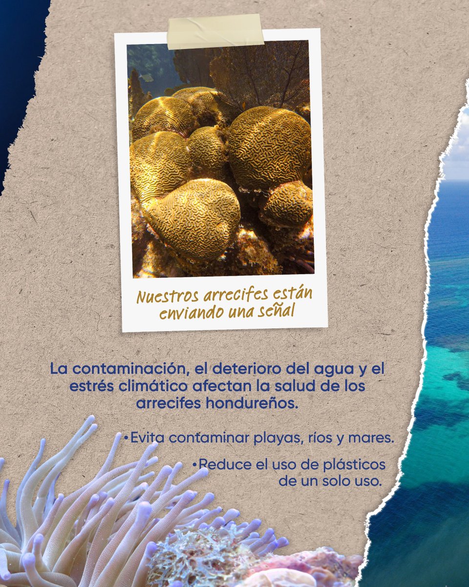 sernaHN's tweet photo. Los arrecifes son clave para la biodiversidad marina y la protección de nuestras costas.🪸

Conservarlos es responsabilidad de todos. Cada acción cuenta para proteger nuestros mares y estos valiosos ecosistemas. 🌊 https://t.co/Zsu7NPeA34