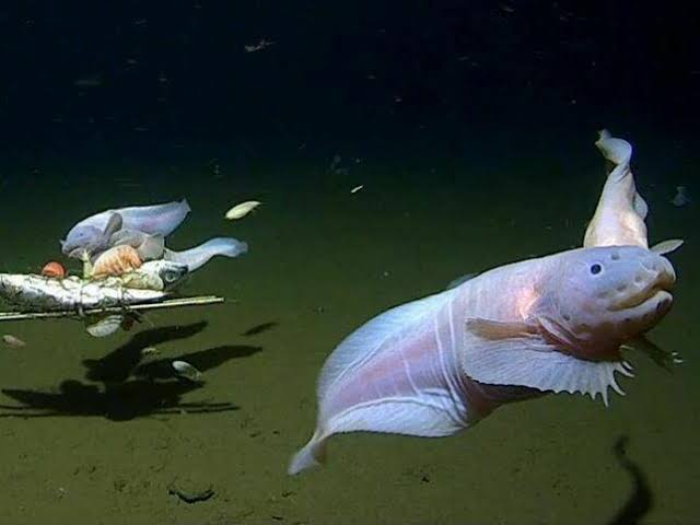 ChronosIntelX's tweet photo. 🌌 The deepest. living fish ever recorded was filmed alive at 8,336 metres in the Mariana Trench.
The tiny snailfish survives pressure 800 times greater than at sea level.
Its soft bones and special proteins keep it from being crushed....!!
📌 Source: University of Tokyo + JAMSTEC Hadal snailfish discovery, Science Advances May 2026