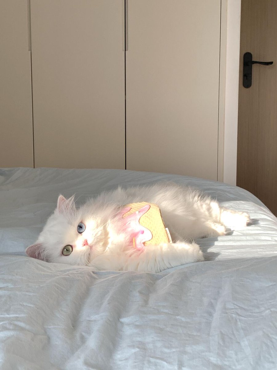 SoraMoonya's tweet photo. @badxliv Elle s'appelle Nala et elle a 2 ans ! https://t.co/vOFdATxbPW