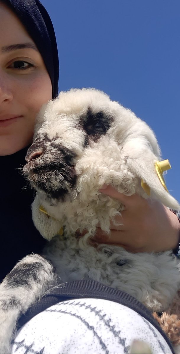 Azyeeb_6's tweet photo. Gelin koçu adetini gelin kuzusu yaptım, mutluyum🐑 https://t.co/MbtGJ4IHrD