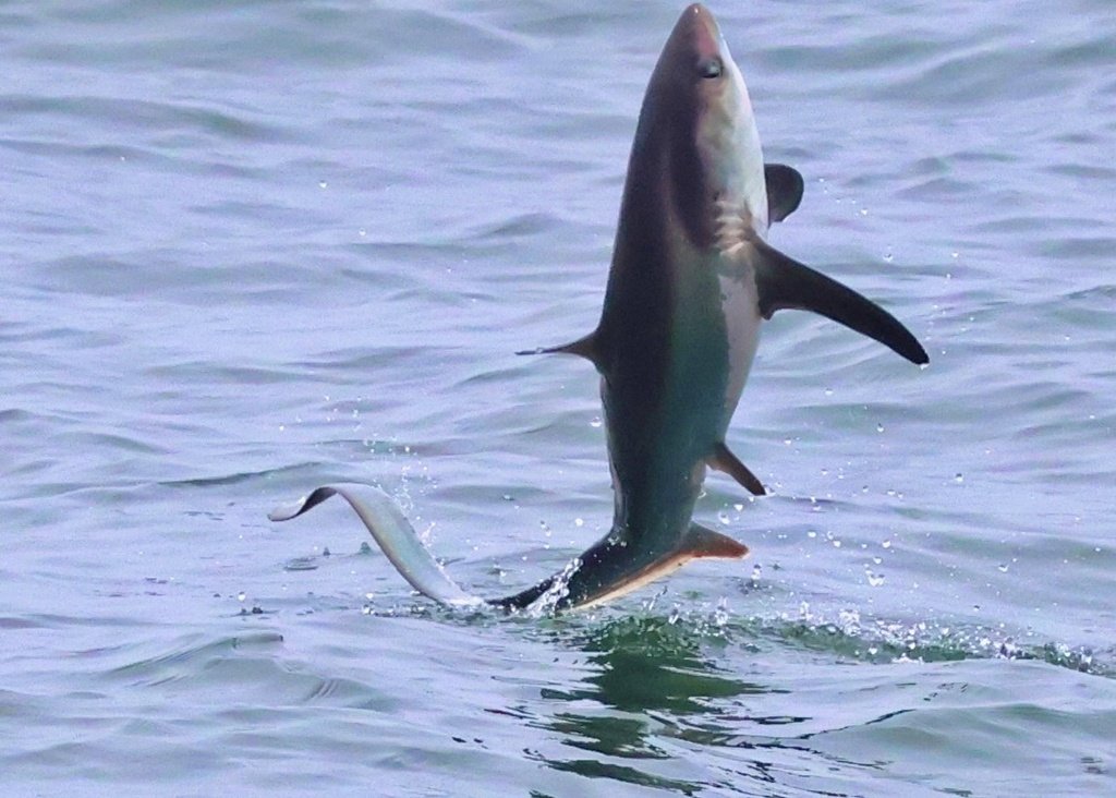 sharks_everyday's tweet photo. Happy pride month from me and this iridescent thresher shark 🌈🤍 https://t.co/Qqfx1ROnr0