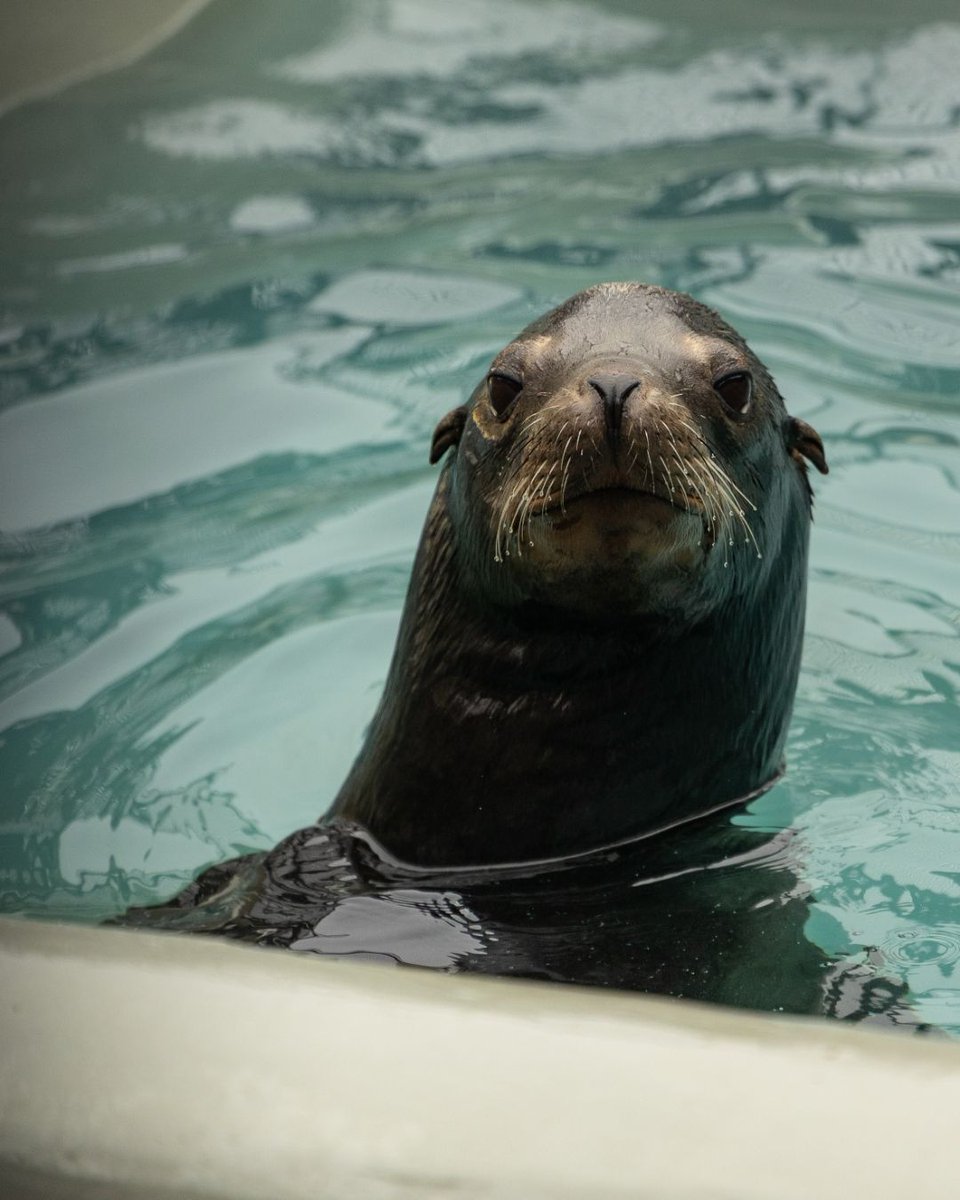 TMMC's tweet photo. Did someone say, "cake?" 🎂 #June is o-fish-ally #SeaLion #BirthdayMonth 🎉

To seal-ebrate, we're offering a 10% off retail promo 🤩 for all new email subscribers 🤝 Sign up at https://t.co/NHSNWzknai 💙

📷 Trina Baucom, Jillian Pastick, Bill Hunnewell, Brian Simuro https://t.co/E04kB2jT5D