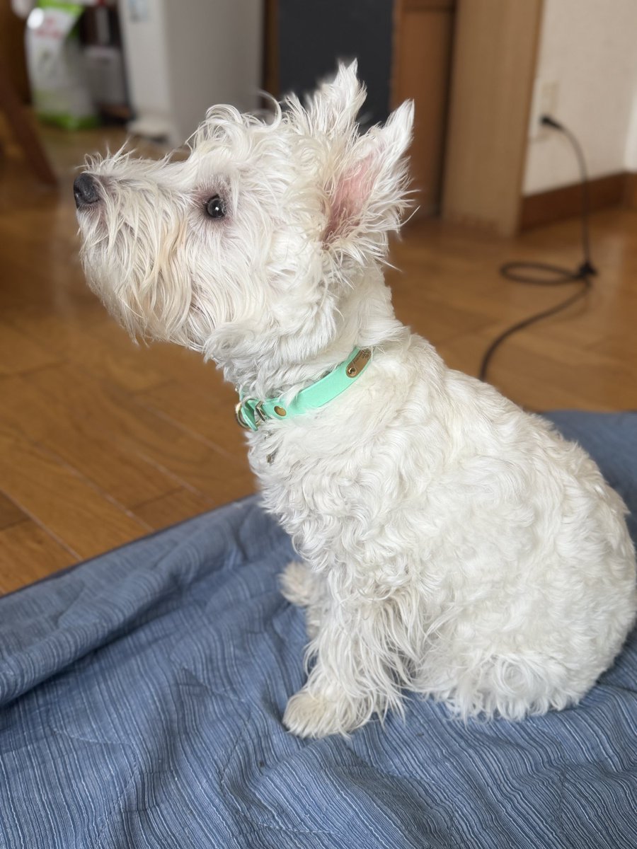 kariflower_99's tweet photo. なお免許更新で必要なハガキは犬がカバンから取り出してブチブチのバラバラにしてくれた模様 https://t.co/kNbipdtSuT