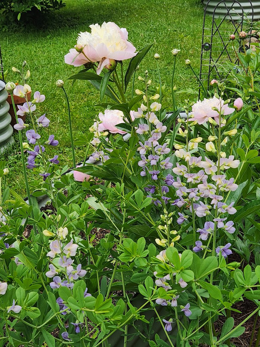 FlutterbyFlora's tweet photo. I'm liking this Baptisia and Peony together https://t.co/L5whM1dtuM