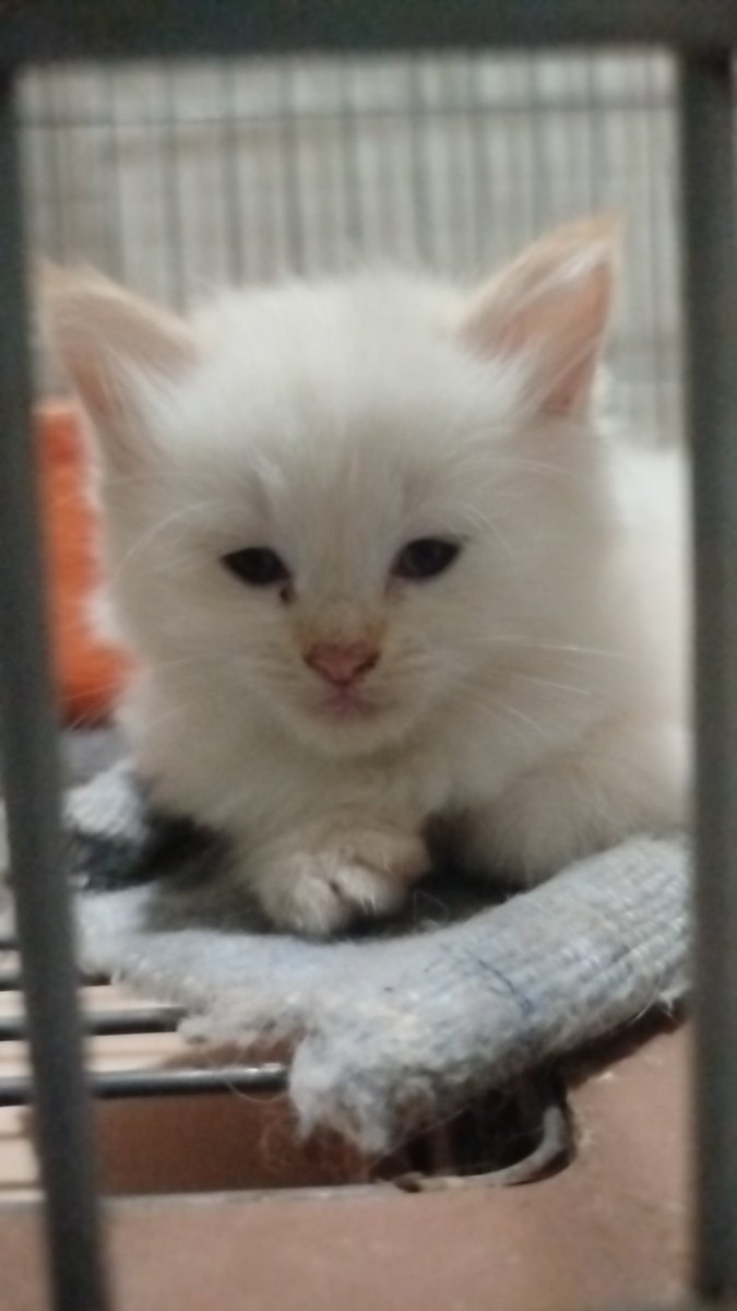 X cats tweet media