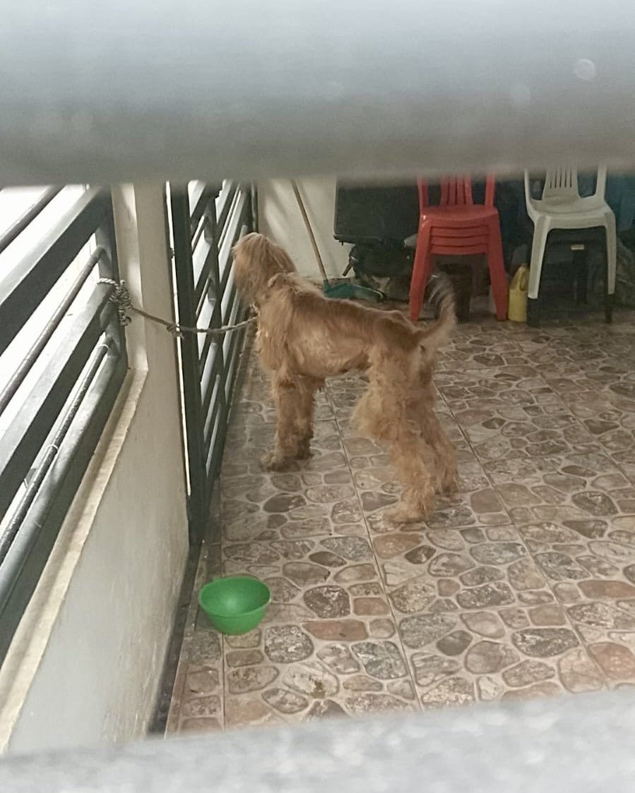 andreanimalidad's tweet photo. 🆘 #Denuncia maltrato animal 📍Melgar.

Sres @alcaldiamelgar Tolima. Me informan que son tres perritos los que durante años han sido forzados a vivir amarrados, al sol, comiendo donde defecan y orinan. Eso se llama maltrato animal, tiene sanciones por #LeyAngel y es obligación de ustedes atenderlo. Que no tengan albergue NO es excusa para que no hagan la aprehensión material preventiva de las víctimas. Sucede en el barrio Villa Carmenza.
@PoliciaDeTolima @CarabinerosCol 

Gobernadora @AdrianaMatizTol @gobertolima : como el alcalde de Melgar no tiene cuenta en esta red y la cuenta de la alcaldía parece inactiva, apelamos a sus buenos oficios.