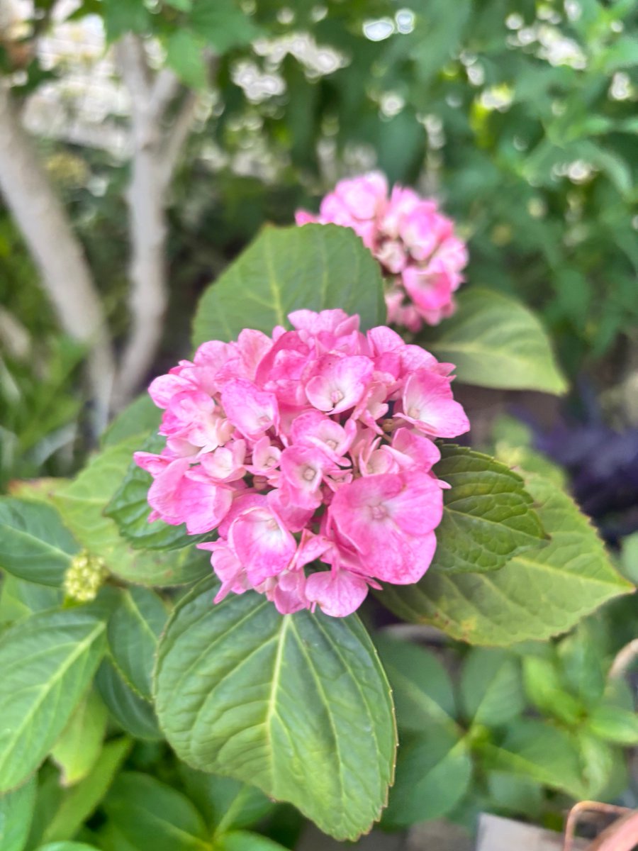 ootakagarden's tweet photo. アジサイ開花状況　①

#ootakanomori_garden https://t.co/b5rdeEoWia