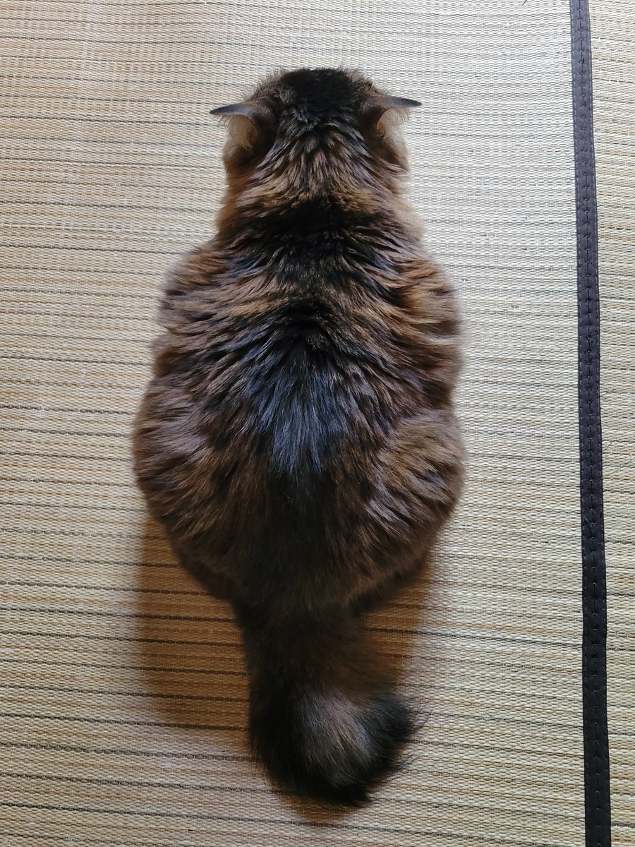 tanu_tyan's tweet photo. 朝起きたら「ｽｻｻｻｻｰ」って畳の上に来て「さ！撫でろ！」と このポーズ取るので、朝のなでりなでりタイムをするのがたぬとのルーティン。 https://t.co/W9PPoiyuRW