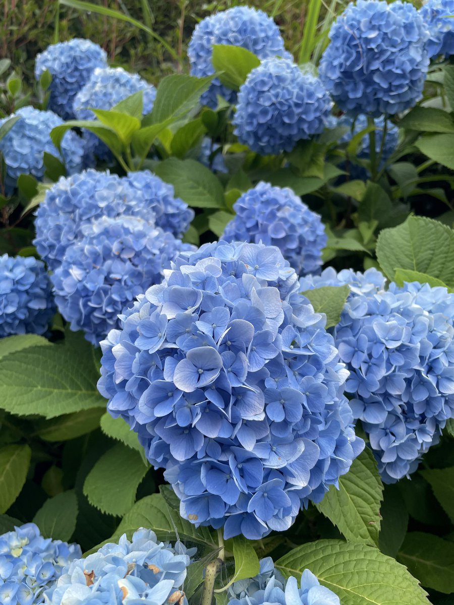 msp_extra2's tweet photo. おはようございます。
通勤途中のあじさいはイマイチですね😔
急に暑くなったからかな？
マンションの廊下にクワガタ殿が逆さになってたので、救出しました。しかし威嚇されてる🥲 https://t.co/9oD0y4IbKc