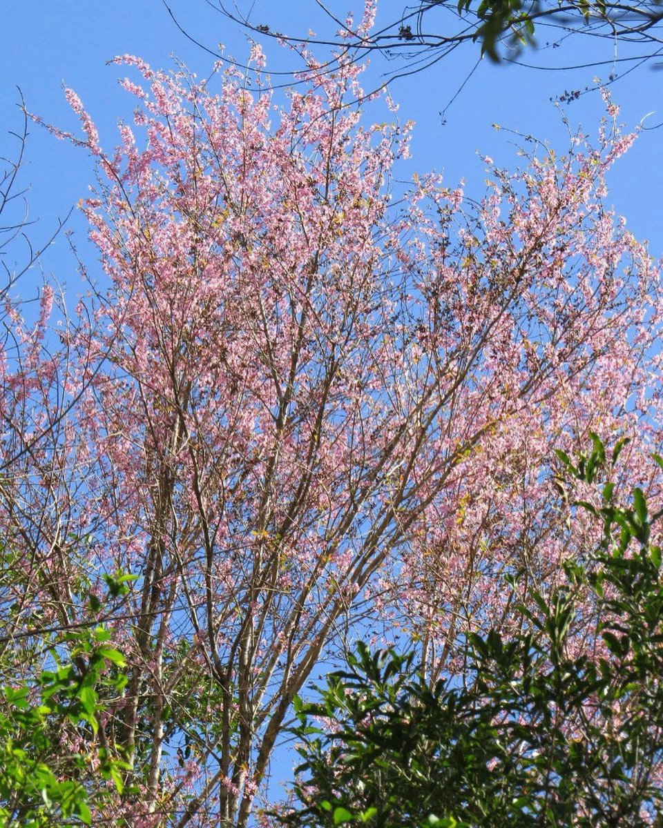 MminaMac's tweet photo. We must learn to view trees as homes for other living things, not just mere decoration.

Endemic birds, little critters, even the very bacteria and funghi that grow in the soil.

The Salingogon is dubbed the Philippine Sakura. We didn't need to reheat Malaysia's nachos here. https://t.co/xLs9aSRH8n