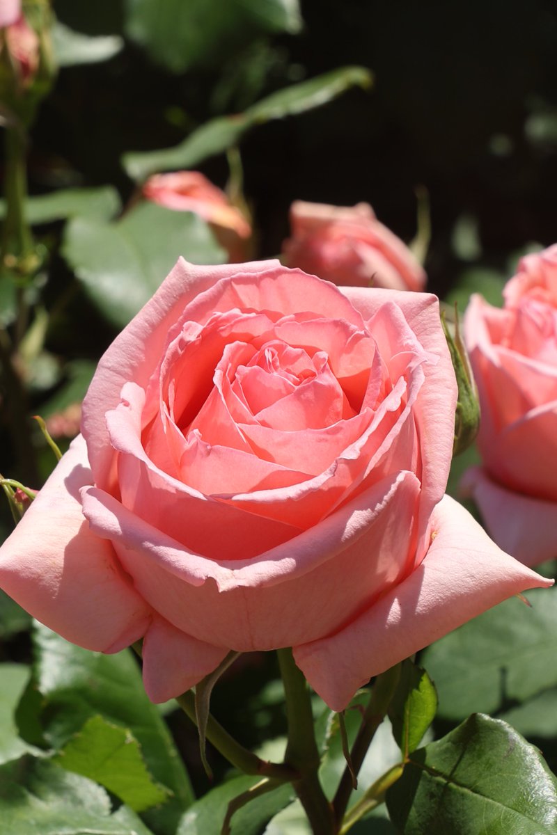 gontanokoneroku's tweet photo. Rose 😃

#Flowers #Rose https://t.co/XpK01FCnWF