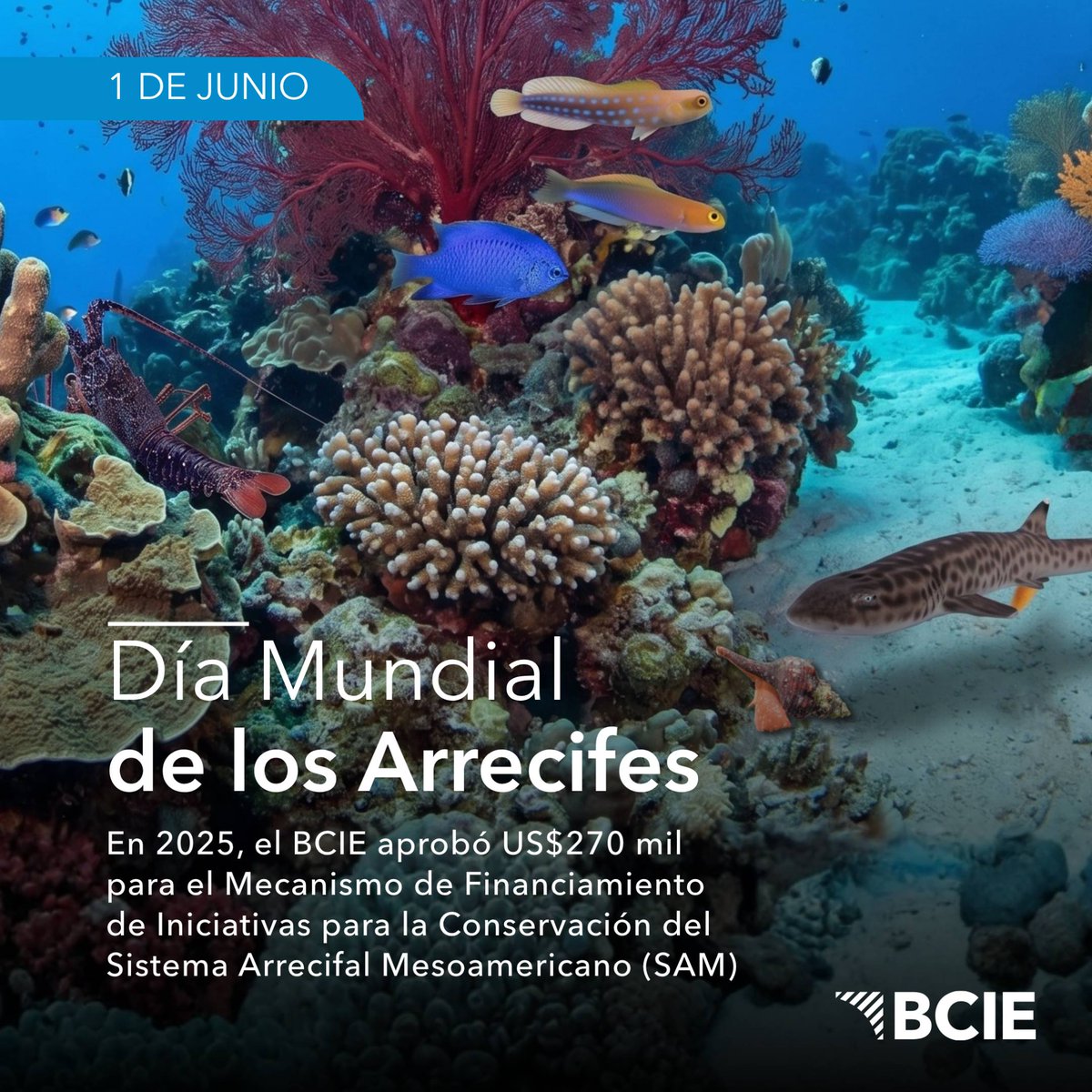 BCIE_Org's tweet photo. 🪸 Proteger los arrecifes es proteger la vida

🌊 En el Día Mundial de los Arrecifes, el BCIE reafirma su compromiso con la biodiversidad marina y el fortalecimiento de la resiliencia climática de nuestra región.

🌎 En 2025, aprobamos US$270 mil para apoyar iniciativas de conservación del Sistema Arrecifal Mesoamericano (SAM), promoviendo la cooperación entre México, Belice, Guatemala y Honduras, para proteger un patrimonio natural que no solo alberga una extraordinaria riqueza biológica, sino que también contribuye a la seguridad alimentaria, la resiliencia climática y los medios de vida de miles de familias.  🌎🐟

🐠 Los arrecifes no solo albergan vida, también sostienen comunidades, protegen nuestras costas y generan oportunidades para las generaciones presentes y futuras.

✨ Su conservación es una responsabilidad compartida.

BCIE Motor de la Transformación Positiva
___

🪸 Protecting reefs means protecting life.

🌊 On World Reef Awareness Day, CABEI reaffirms its commitment to marine biodiversity and to strengthening climate resilience across the region.

🌎 In 2025, we approved US$270,000 to support conservation initiatives for the Mesoamerican Reef System (MRS), fostering cooperation among Mexico, Belize, Guatemala, and Honduras to protect a natural treasure that not only harbors extraordinary biodiversity, but also supports food security, climate resilience, and the livelihoods of thousands of families. 🌎🐟

🐠 Reefs do more than sustain marine life—they support communities, protect coastlines, and create opportunities for present and future generations.

✨ Their conservation is a shared responsibility.

CABEI Engine for Positive Transformation.