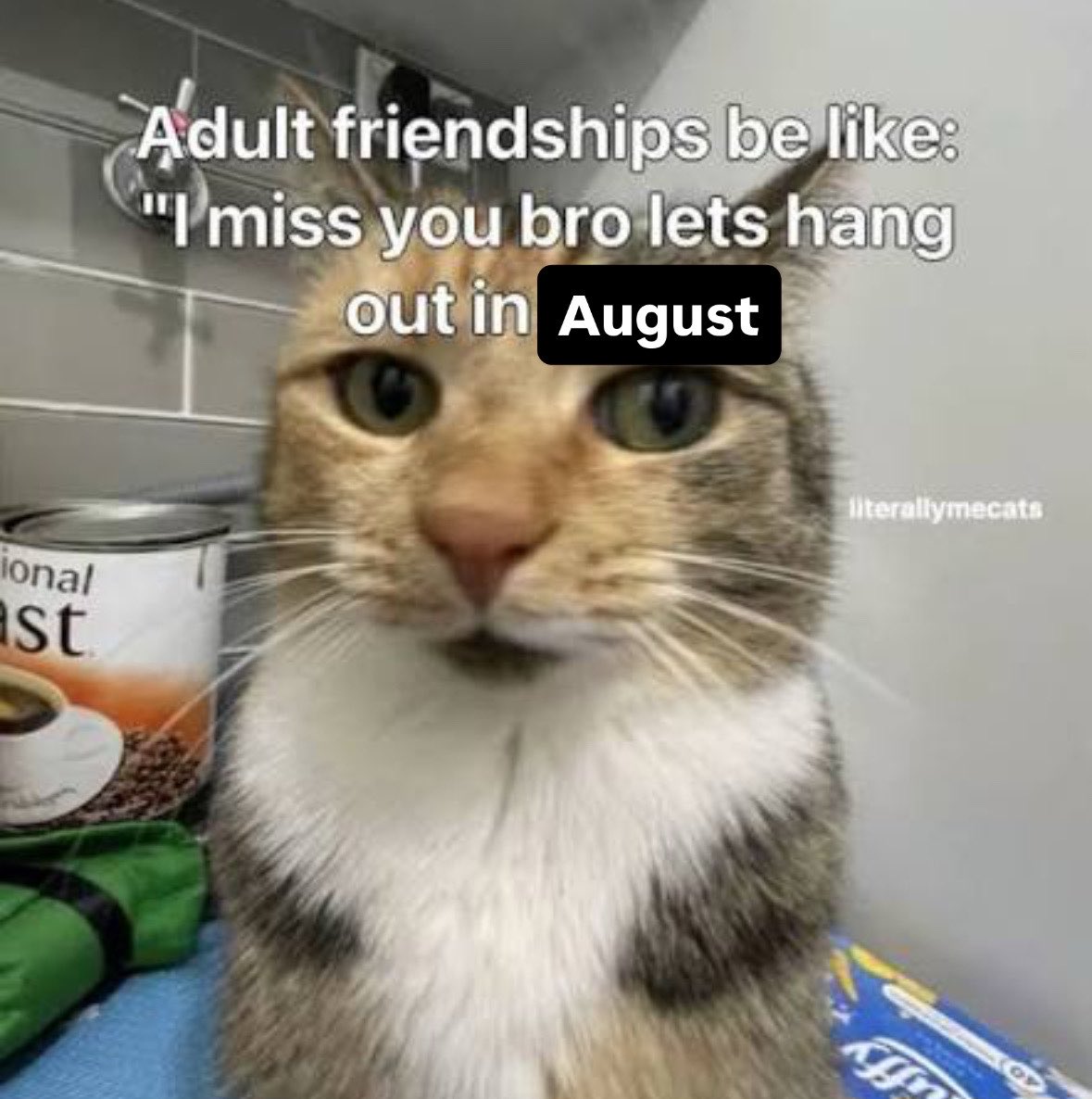 LiterallyMeCats tweet media