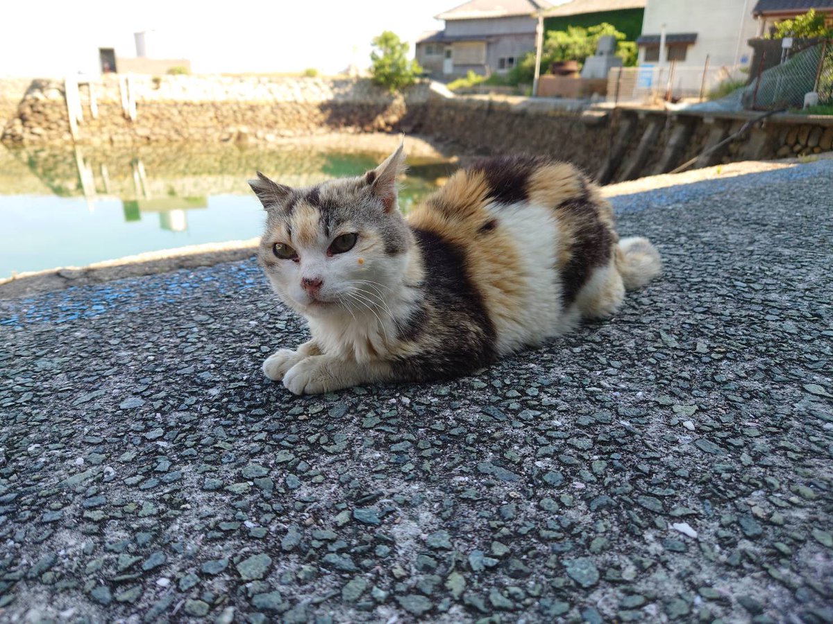 aoshima2020's tweet photo. 今日も素敵な一日になりますように(=^・^=)

#青島 #青島猫 #猫島 #瀬戸内猫島 #大洲市青島 #ネコ好き https://t.co/FheNasEyvL